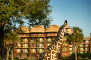 Disney Animal Kingdom Resort